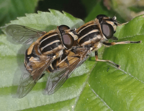 Syrphidae : coppia di Helophilus pendulus